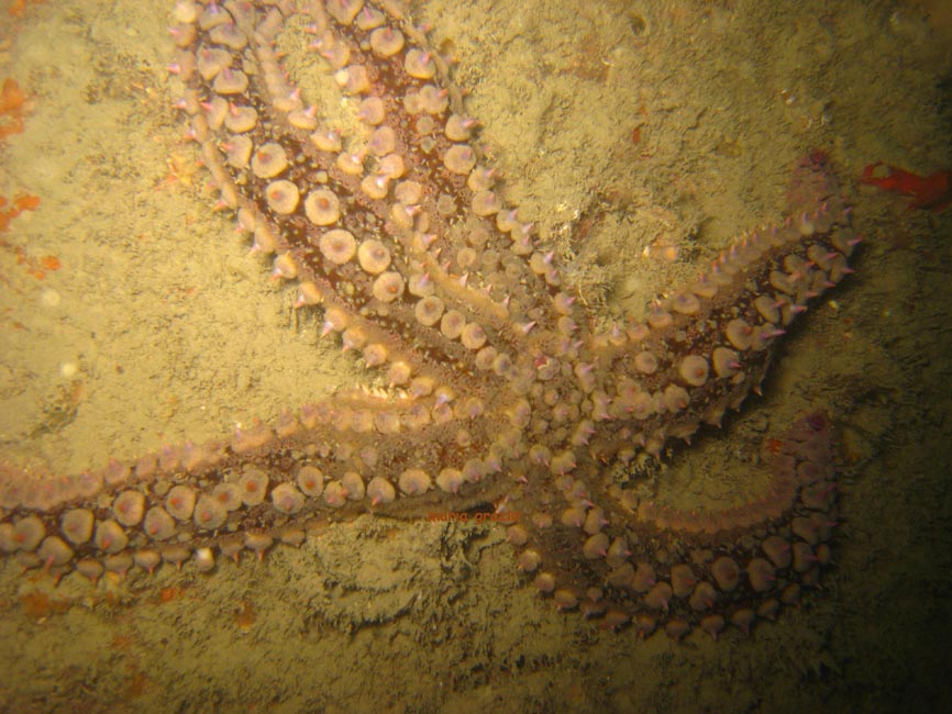 Marthasterias glacialis (Linn, 1758)